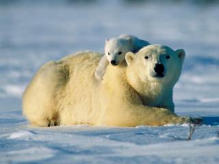 Obrazek: Miesie polarne