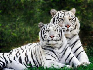Obrazek: Para tygrysów białych