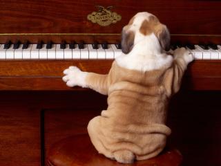 Obrazek: Pies grający na fortepianie