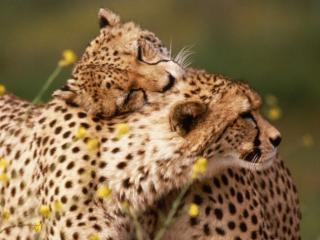 Obrazek: Przytulające się gepardy