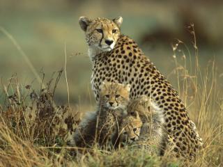 Obrazek: Rodzina gepardów