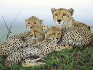 Obrazek: Rodzina gepardów
