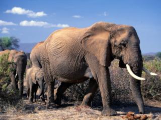 Obrazek: Rodzina słoni