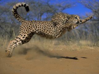 Obrazek: Skaczący gepard