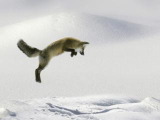 Obrazek: Skaczący lis