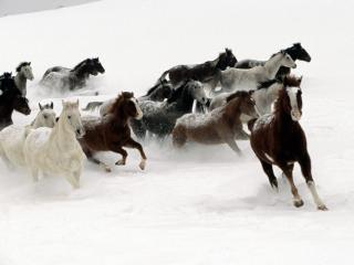 Obrazek: Stado koni na śniegu