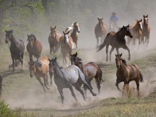 Obrazek: Stado pędzących koni