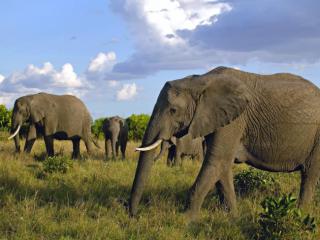 Obrazek: Stado słoni