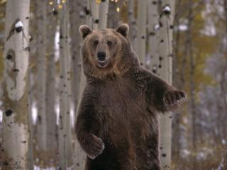 Obrazek: Stojący niedźwiedź