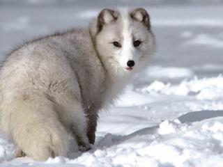 Obrazek: Szary lis polarny