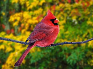 Obrazek: Czerwony ptak