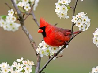Obrazek: Czerwony ptak