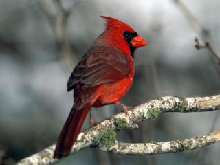Obrazek: Czerwony ptak 2