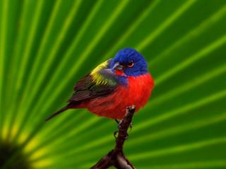 Obrazek: Kolorowy ptak