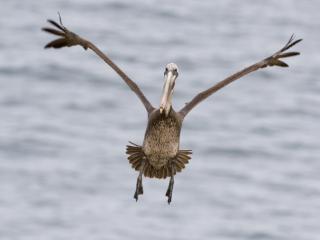Obrazek: Lecący pelikan