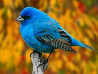 Obrazek: Niebieski ptak na pomarańczowym tle