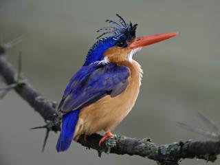 Obrazek: Niebieski ptak z czerwonym dziobem