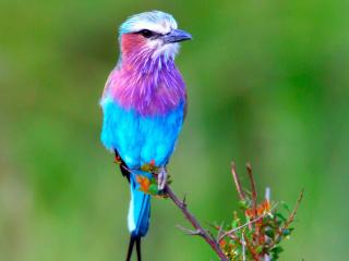 Obrazek: Niebiesko-fioletowy ptak