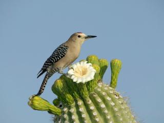Obrazek: Ptak na kaktusie