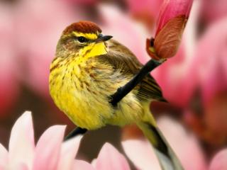 Obrazek: Ptak w kwiatach