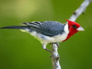 Obrazek: Ptak z cerwonym łebkiem
