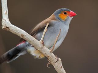 Obrazek: Ptak z czerwonym dziobem