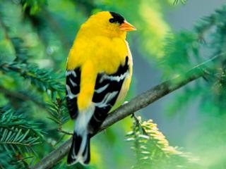Obrazek: żółty ptak
