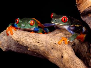 Obrazek: 2 dziwne żaby
