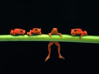 Obrazek: 4 żaby