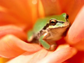 Obrazek: żaba na kwiacie