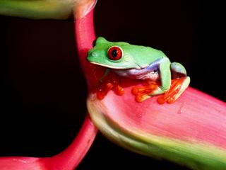 Obrazek: żaba z czerwonymi oczami