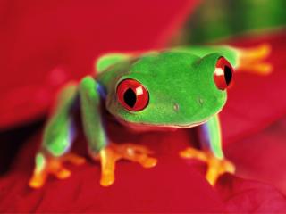 Obrazek: żaba z wyłupiastymi oczami