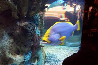 Obrazek: Fioletowo-żółta ryba