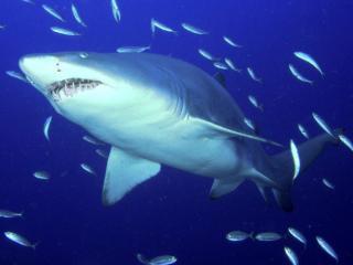 Obrazek: Predator, Sand Tiger Shark