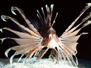 Obrazek: Red Volitans Lionfish, Indo-Pacific
