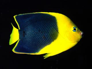Obrazek: Rock Beauty Angelfish, Indo-Pacific