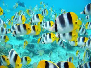 Obrazek: School of Tropical Fish, Tahiti