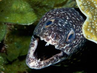 Obrazek: Spotted Moray Eel