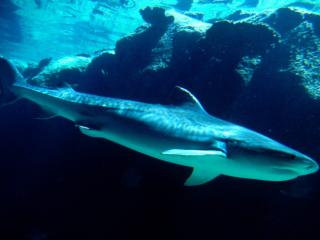 Obrazek: Tiger Shark, Bahamas