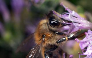 Obrazek: Pszczoły