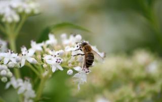 Obrazek: Pszczoły