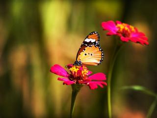 Obrazek: Motyl na kwiatku