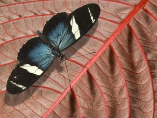 Obrazek: Motyl na liściu
