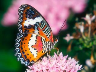 Obrazek: Motyl na różowym kwiatku