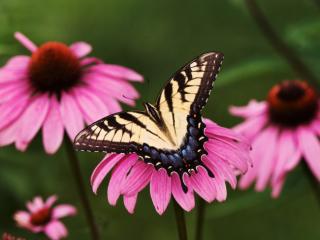 Obrazek: Motyl na różowym kwiatku