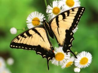 Obrazek: Motyl z rozłożonymi skrzydłami