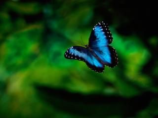 Obrazek: Niebieski motyl
