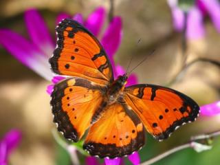 Obrazek: Pomarańczowo-czarny motyl