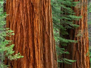 Obrazek: 2 drzewa z bliska Yosemite