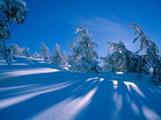 Obrazek: Choinki w lesie zimą